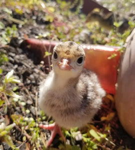 A Day In the Life of a First Time Turkey Mom