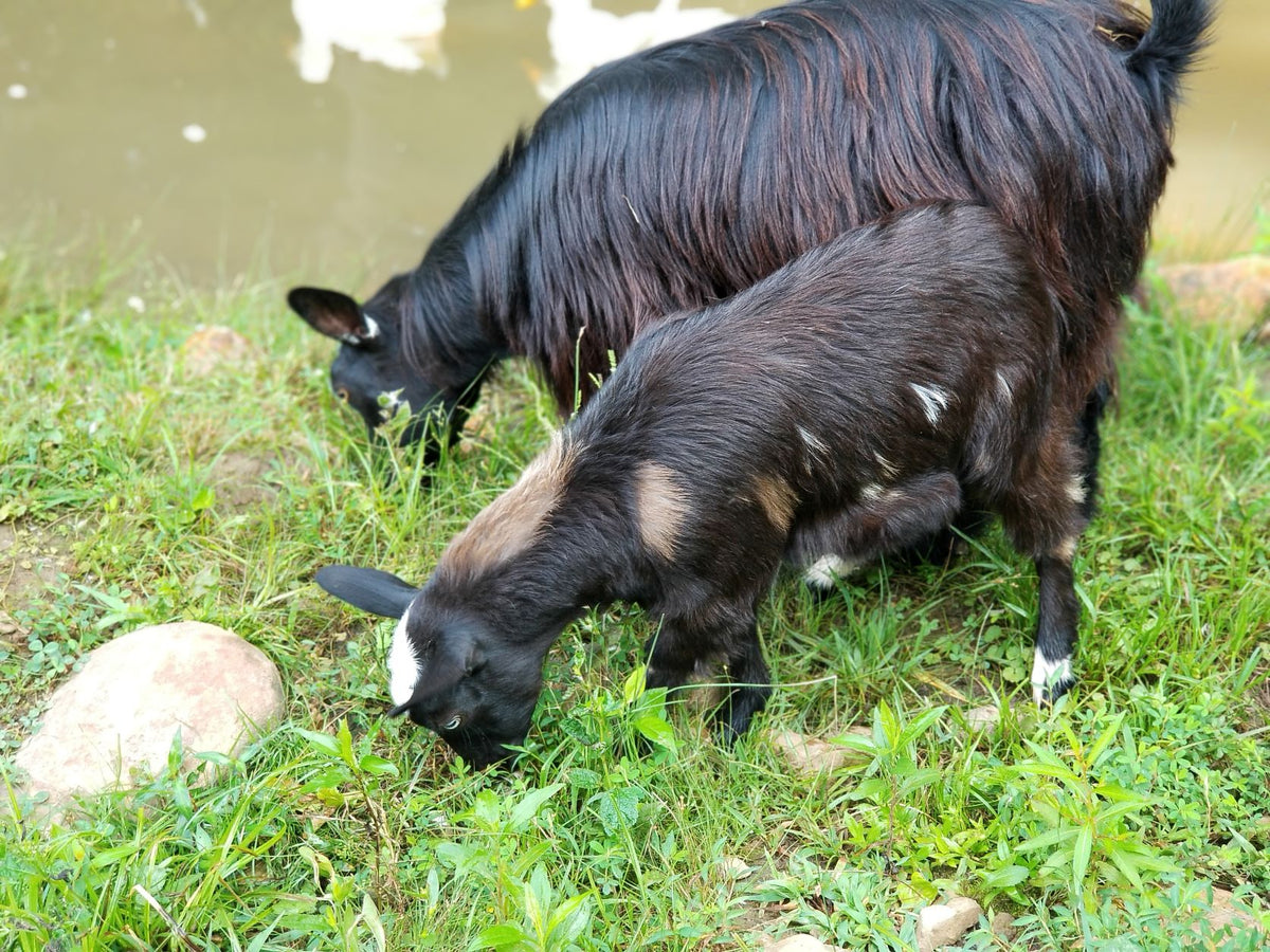 Myotonic (Fainting) Goats – Magick Moon Farm